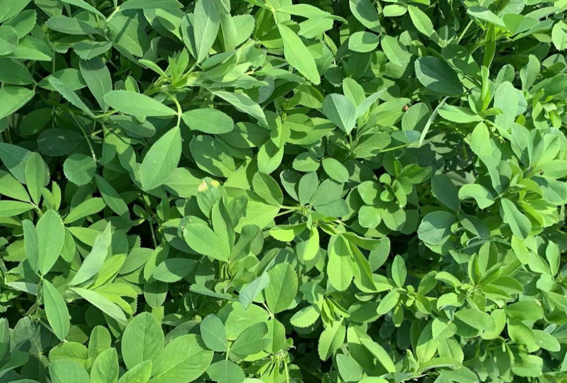 紫花苜蓿—Bara 520YQ