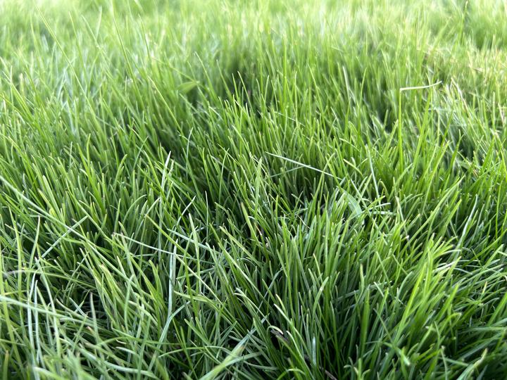 工程上面为什么多用高羊茅作护坡？高羊茅作护坡效果如何？