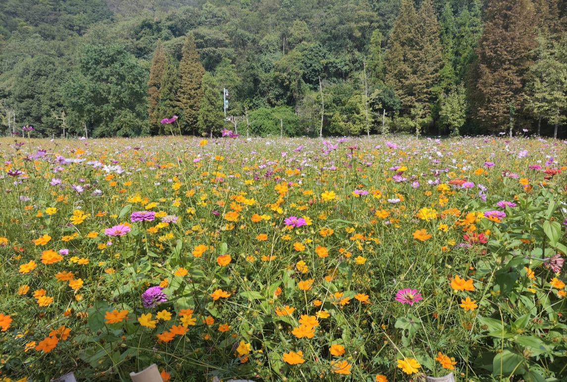 國慶花海技術指南：8月花海播種關鍵要點解析