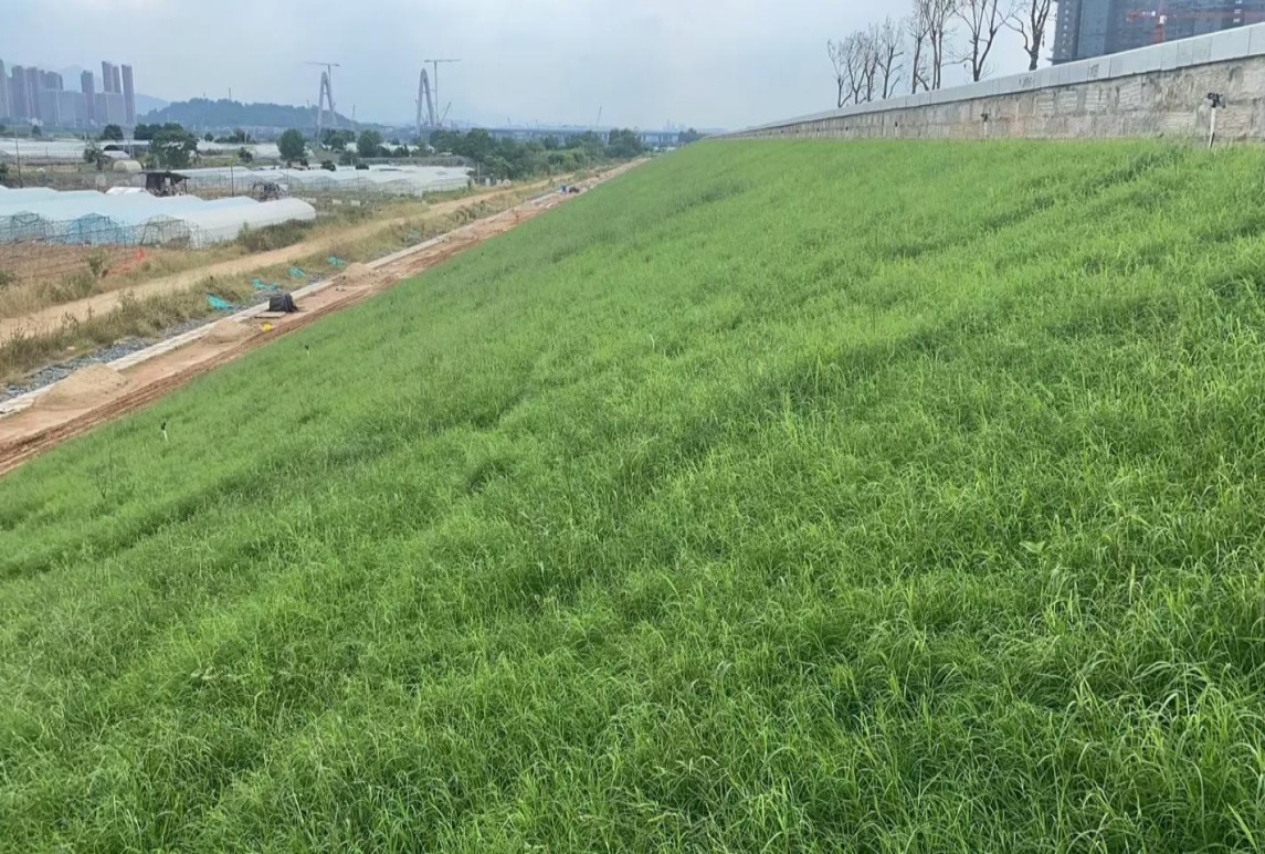 工程上面为什么多用高羊茅作护坡？高羊茅作护坡效果如何？