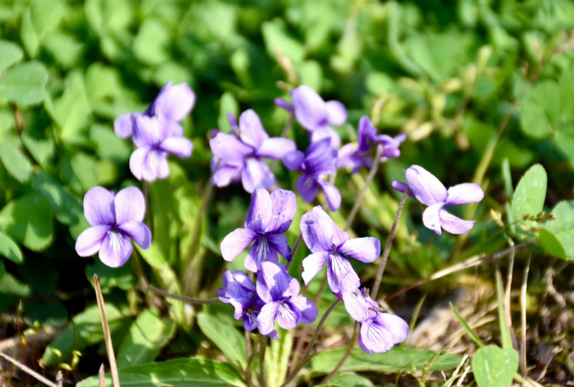 紫花地丁