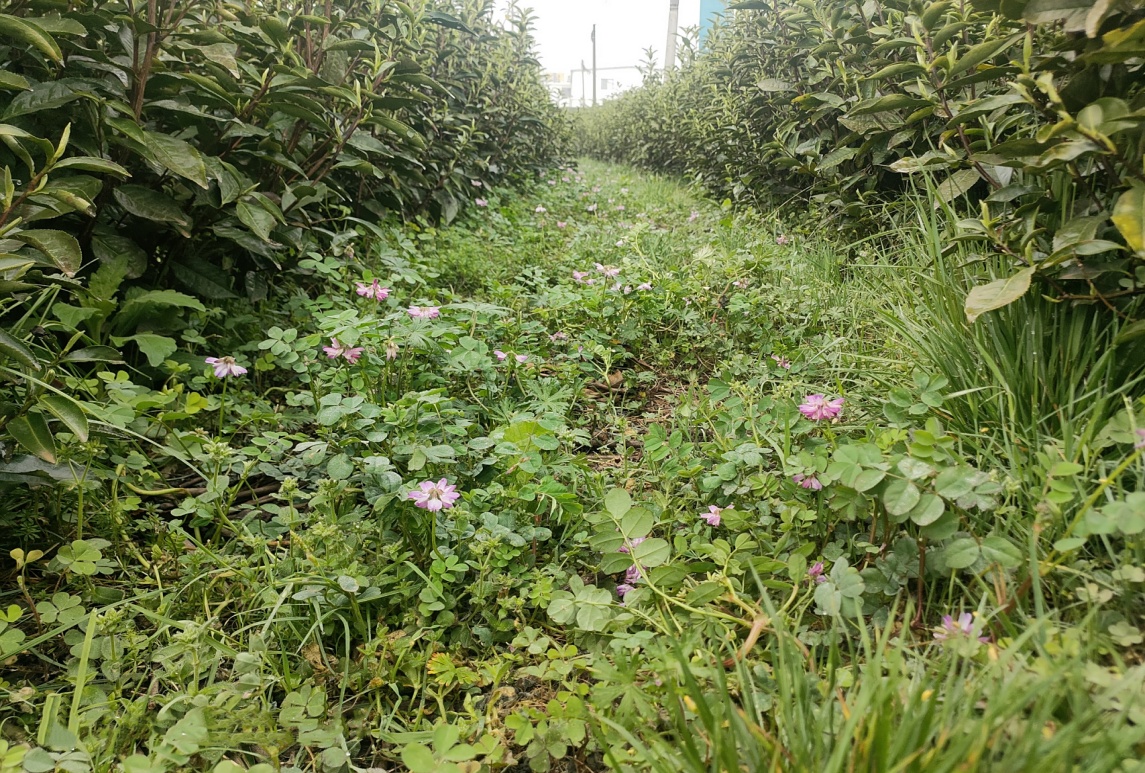 覆蓋作物和綠肥作物的異同