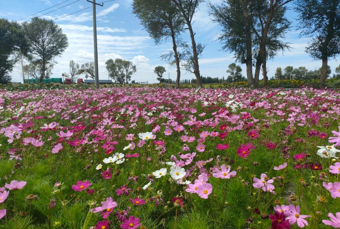 波斯菊和格桑花是一種花嗎？