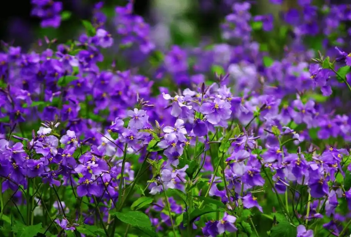二月蘭（諸葛菜）大田撒播種植與養(yǎng)護(hù)全攻略