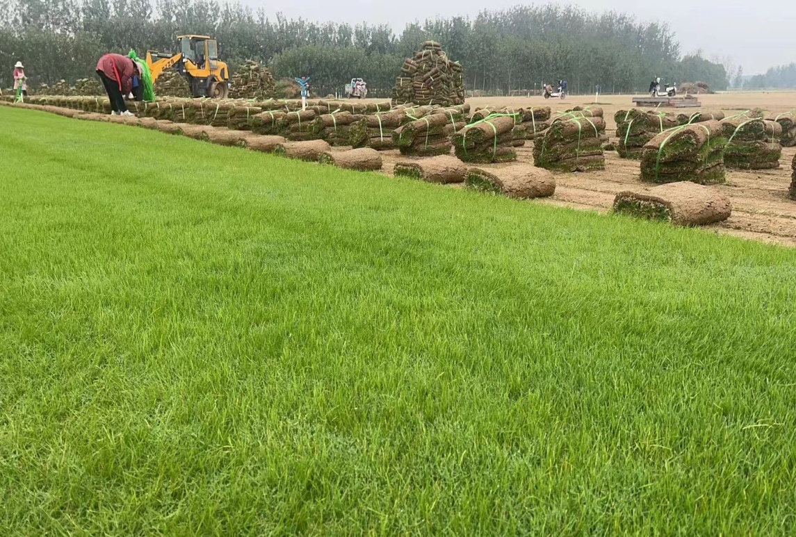 如何確定草坪播種日期