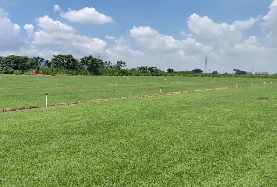 混播草坪的播種建植及養護技術