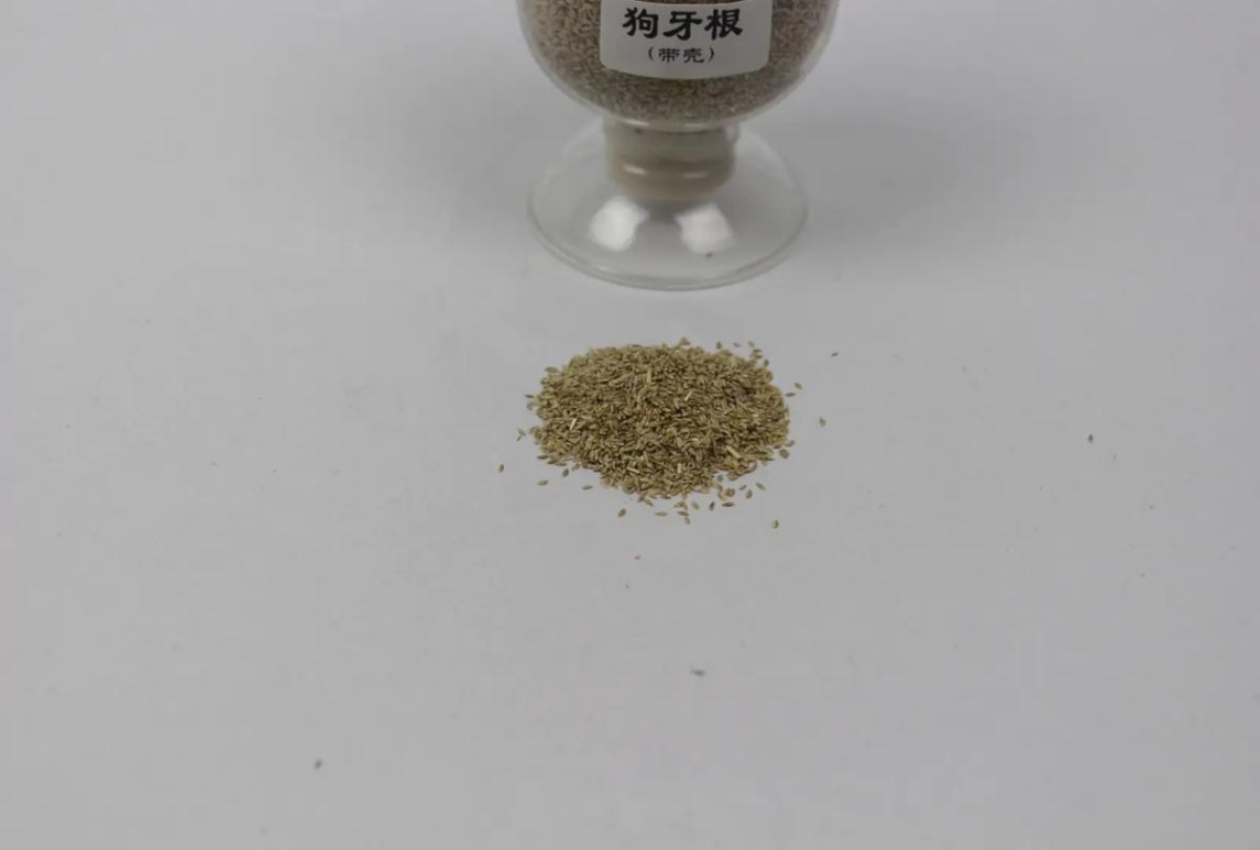 狗牙根种子怎么选？脱壳、带壳、包衣…这篇说全了！