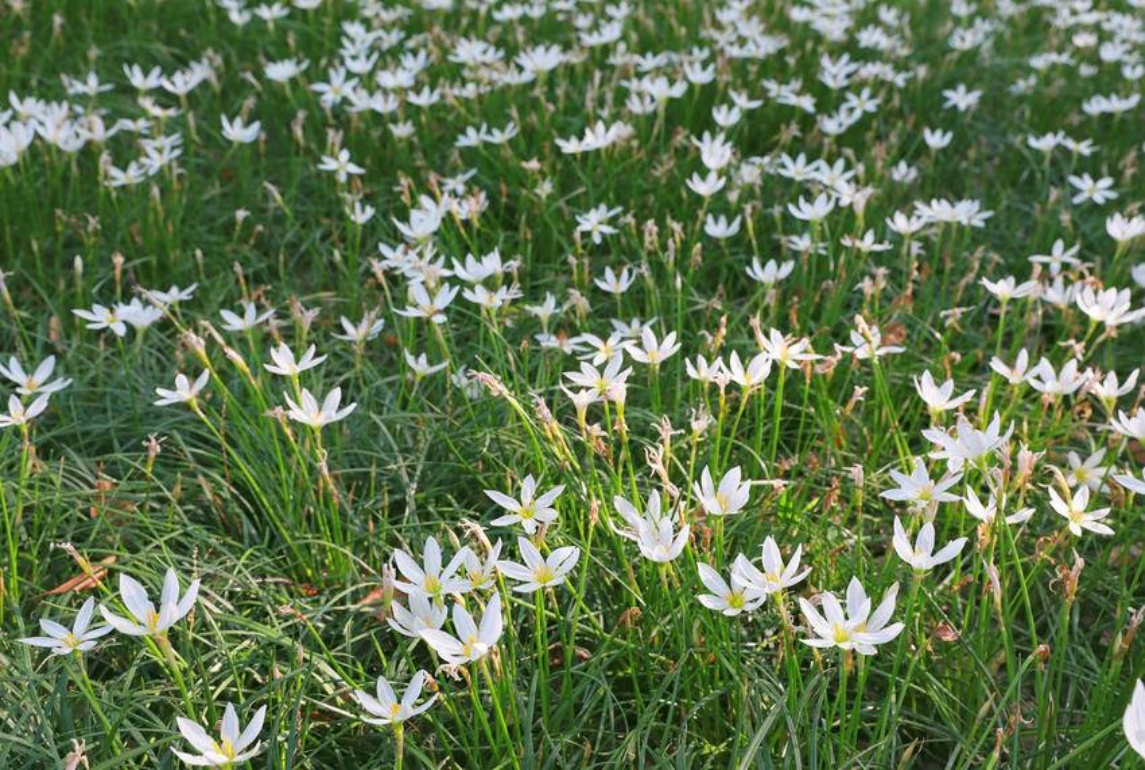 林下地被常用園林植物名錄