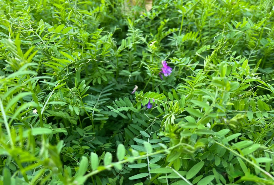 毛苕子与光叶苕