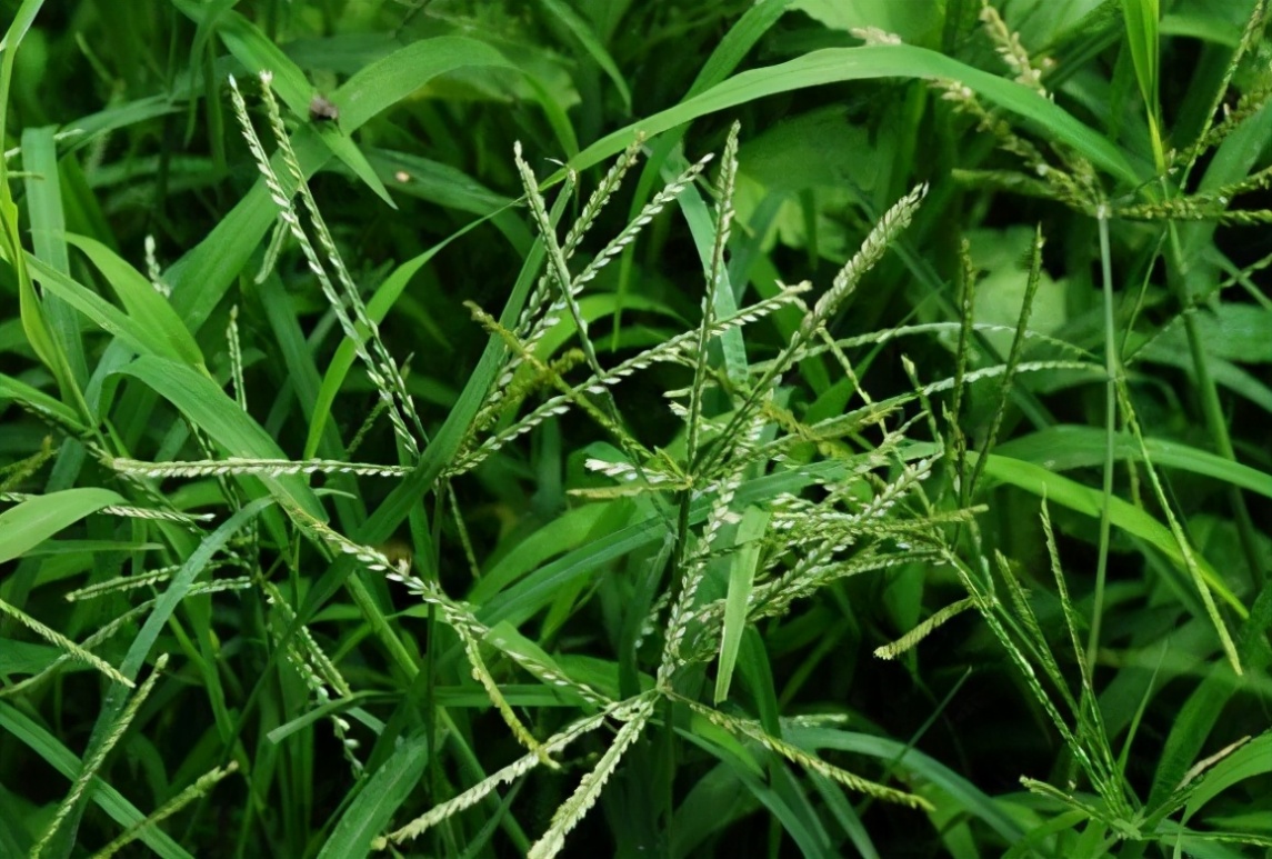 保土植物—牛筋草