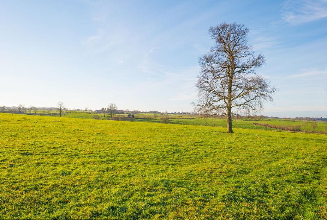 冬季-暖季型草坪養護要點