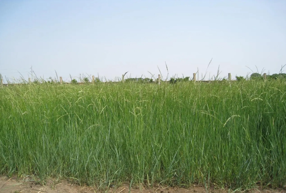 羊草: 草原上的宝贝