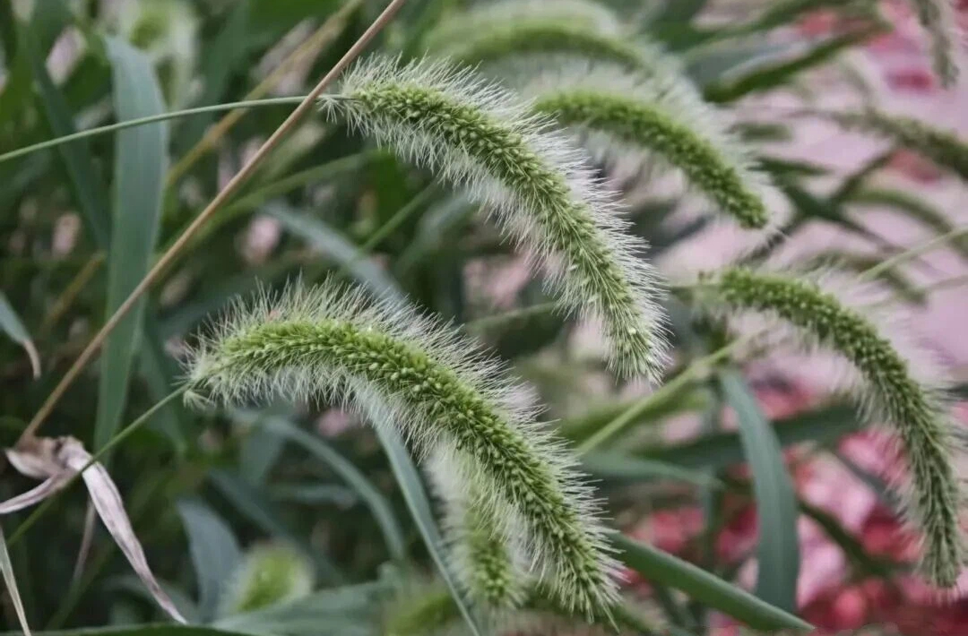 有人用狗尾草固沙,有人靠狼尾草造景,哪种才是真‘生态’?