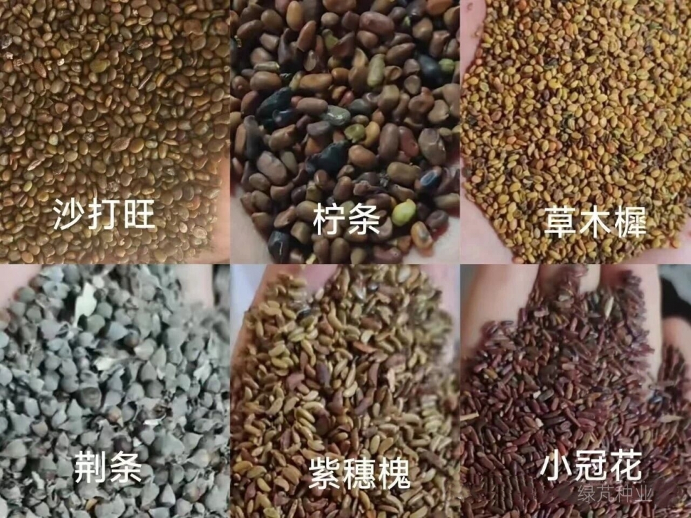 生态种子